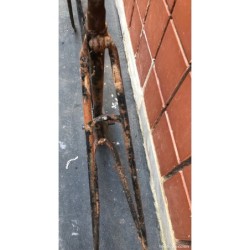 CUADRO DE BICICLETA ORBEA -ANTIGUO.